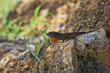 Image showing lizard male mating season