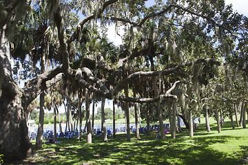 Image showing Mysterious Spanish Moss