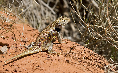 Image showing Lizard at Arizona desert 