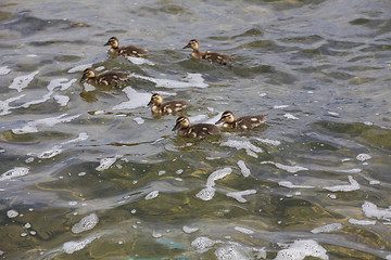 Image showing ??? duck and ducklings