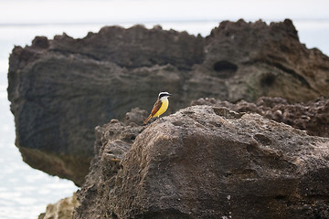 Image showing Golden-crowned Kinglet