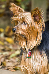 Image showing Yorkshire Terrier 