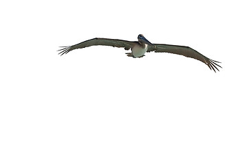 Image showing Pelican is flying over  Caribbean sea 