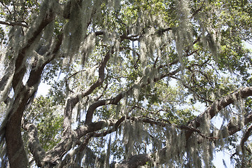 Image showing Mysterious Spanish Moss