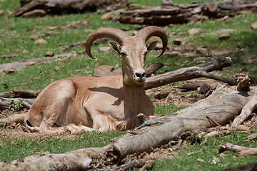 Image showing Mouflon Sheep