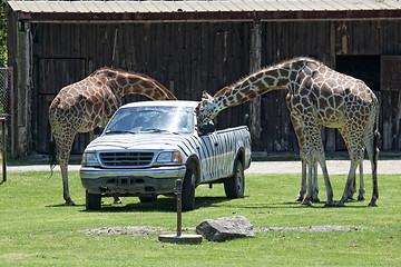 Image showing Giraffes eating fron the car trunk