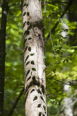 Image showing Ivy on a trunk 