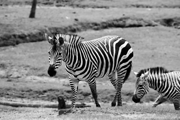 Image showing Wilking Zebras