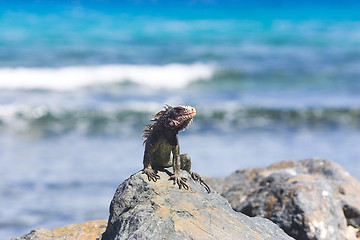 Image showing Iguana