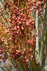 Image showing  Dates palmtree