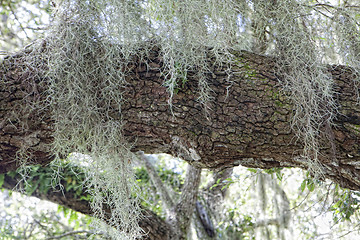 Image showing Mysterious Spanish Moss