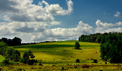 Image showing Rolled haystacks on a field after harvest