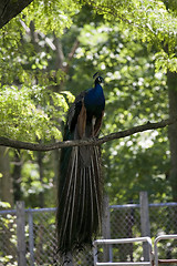 Image showing Peacock is sitting on a brunch of a tree