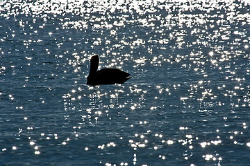 Image showing Pelicans are floating at sunset