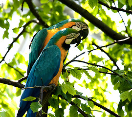 Image showing  Blue-and-yellow Macaw - Ara ararauna