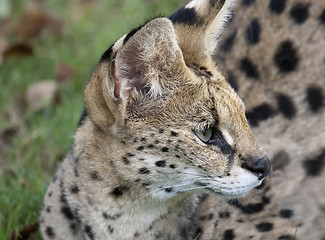 Image showing African Wild Cat