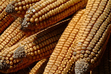 Image showing Maiskolben  | corncobs
