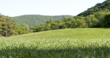 Image showing Green Grass and Blue Sky