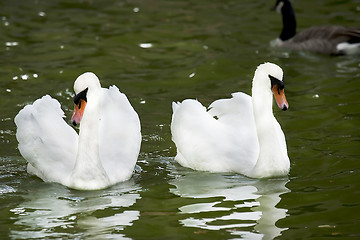 Image showing Swan couple