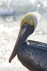 Image showing Pelican are walking on a shore