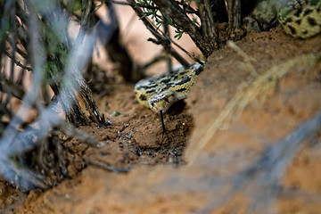 Image showing Snake at desert