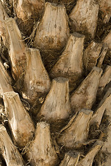 Image showing Backgraund Trunk of a palm tree