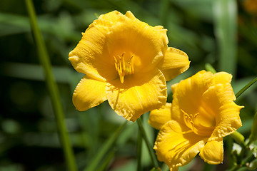Image showing Yellow lily 