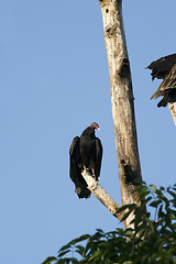 Image showing Eagle on a Tree