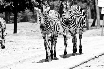 Image showing Wilking Zebras