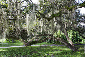 Image showing Mysterious Spanish Moss