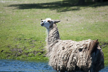 Image showing Llama is taking a bath