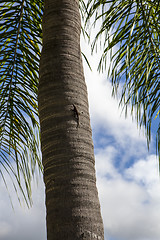 Image showing palm tree 