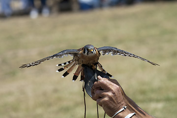 Image showing Falcon