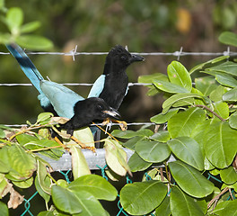 Image showing Curious starling