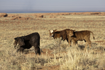 Image showing Calfs and Cows
Calfs and Cows
