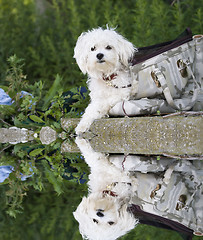 Image showing  Maltese dog