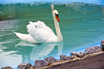 Image showing Beautiful White Swan 