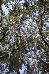 Image showing Mysterious Spanish Moss