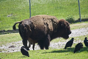 Image showing Bison Sanding in a green field