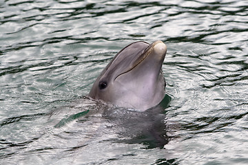 Image showing Dolfin swiming in resort pool