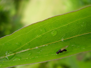 Image showing Raindrop