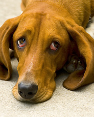 Image showing Sad dog