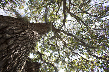 Image showing Mysterious Spanish Moss