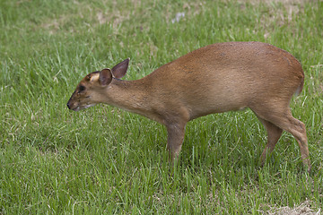Image showing Muntjac deer walking on a field