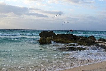 Image showing Pelicans flying over rocks 