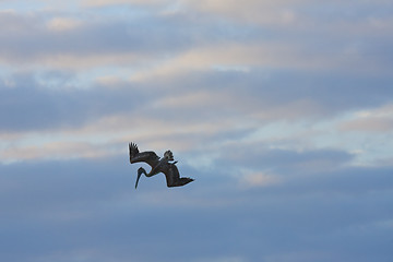 Image showing Pelicans looking for their pray