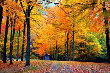 Image showing Fall Forest