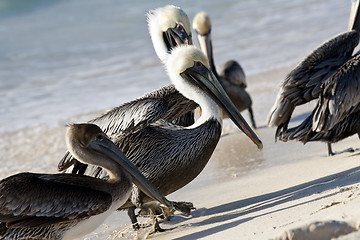 Image showing Pelicans are walking on a shore