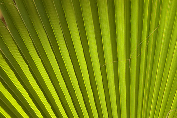 Image showing Texture of palm leaves in natural light