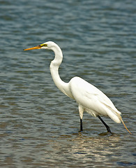 Image showing White Crane